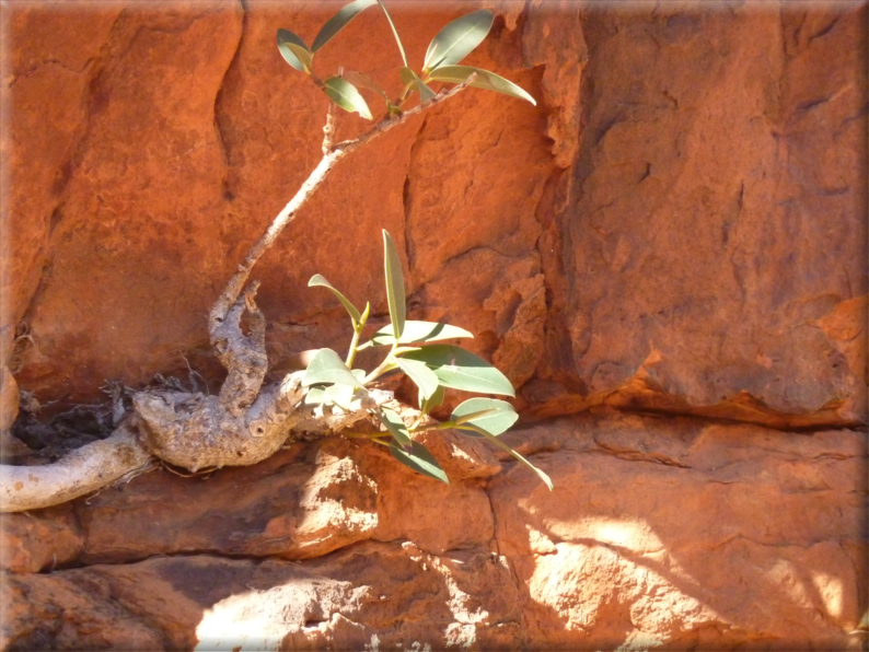 foto Parco nazionale Uluru Kata Tjuta